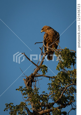 Tawny eagle looks down from leafy treetop Tawny eagle looks down from leafy treetop 123436723