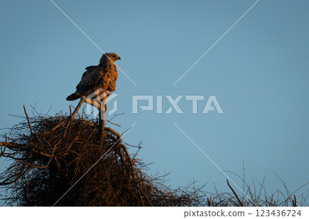 Tawny eagle on branch above large nest Tawny eagle on branch above large nest 123436724