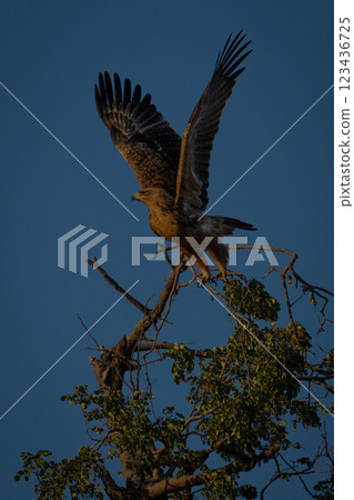 Tawny eagle takes off from leafy treetop 123436725