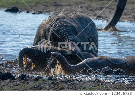 Three baby African elephants wallow in river 123436728