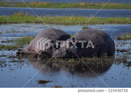 Two hippos lie sleeping on sunny floodplain Two hippos lie sleeping on sunny floodplain 123436730