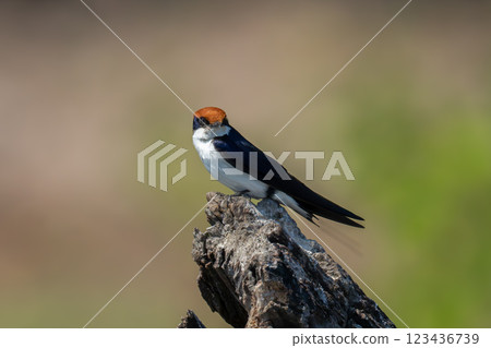 Wire-tailed swallow with catchlight on tree stump Wire-tailed swallow with catchlight on tree stump 123436739