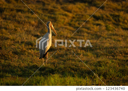 Yellow-billed stork on clumpy grass at sunrise 123436740