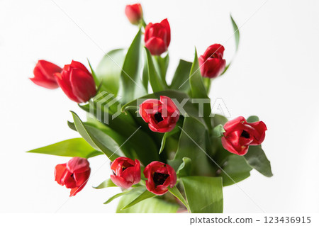 A Stunning Collection of Vibrant Red Tulips Arranged in a Modern and Artistic Way A Stunning Collection of Vibrant Red Tulips Arranged in a Modern and Artistic Way 123436915
