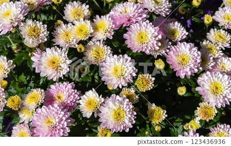 Background with beautiful autumn flowers asters 123436936