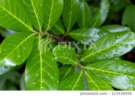 A CloseUp View of Fresh Green Leaves Adorned with Raindrops Glimmering in the Light 123436956