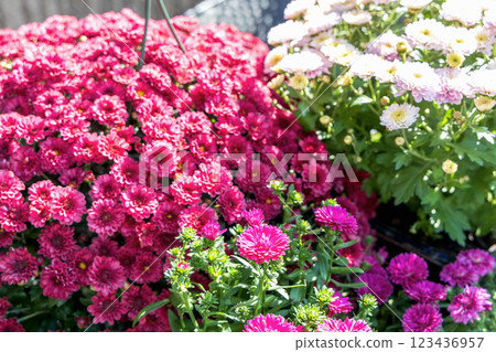 Background with beautiful autumn flowers asters 123436957