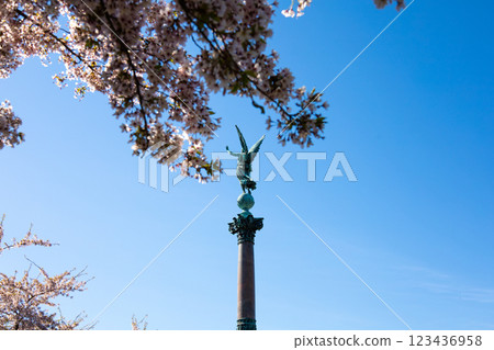 Copenhagen-Denmark. Cherry Blossom in Langelinie park. Sakure festival. Copenhagen-Denmark. Cherry Blossom in Langelinie park. Sakure festival. 123436958