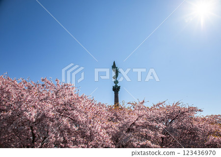 Copenhagen-Denmark. Cherry Blossom in Langelinie park. Sakure festival. Copenhagen-Denmark. Cherry Blossom in Langelinie park. Sakure festival. 123436970