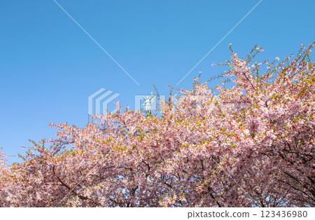 Copenhagen-Denmark. Cherry Blossom in Langelinie park. Sakure festival. Copenhagen-Denmark. Cherry Blossom in Langelinie park. Sakure festival. 123436980