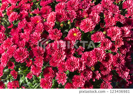 Background with beautiful autumn flowers asters 123436981