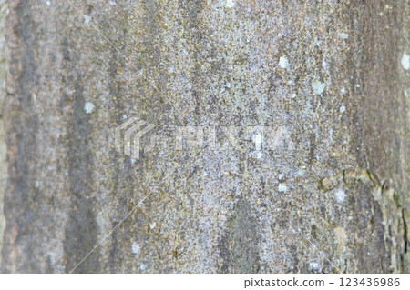 A closeup image showcasing the intricate textures and unique patterns found on tree bark A closeup image showcasing the intricate textures and unique patterns found on tree bark 123436986