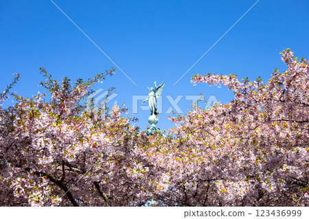 Copenhagen-Denmark. Cherry Blossom in Langelinie park. Sakure festival. 123436999