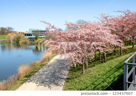 Copenhagen-Denmark. Cherry Blossom in Langelinie park. Sakure festival. 123437007