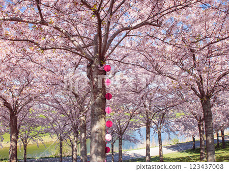 Copenhagen-Denmark. Cherry Blossom in Langelinie park. Sakure festival. 123437008