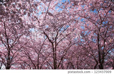Copenhagen-Denmark. Cherry Blossom in Langelinie park. Sakure festival. 123437009