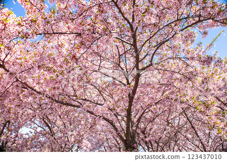 Copenhagen-Denmark. Cherry Blossom in Langelinie park. Sakure festival. 123437010