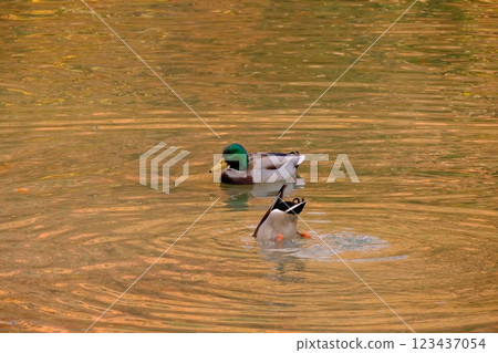 鴨子洗澡 鴨子洗澡 123437054