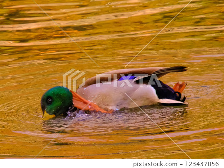 Ducks bathing Ducks bathing 123437056