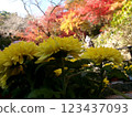 Autumn leaves of Hase-dera Temple 123437093