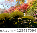 Autumn leaves of Hase-dera Temple 123437094