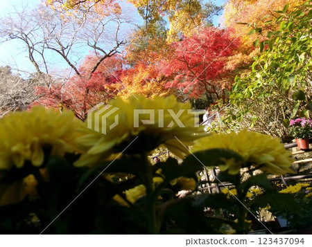 Autumn leaves of Hase-dera Temple 123437094