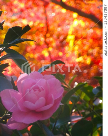 Satellite flowers and autumn leaves 123437097