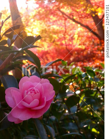 Satellite flowers and autumn leaves 123437101