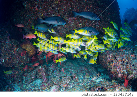 School of striped snapper and red spotted scorpionfish, Ogasawara, Tokyo School of striped snapper and red spotted scorpionfish, Ogasawara, Tokyo 123437142