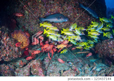 School of striped snapper and red spotted scorpionfish, Ogasawara, Tokyo School of striped snapper and red spotted scorpionfish, Ogasawara, Tokyo 123437144