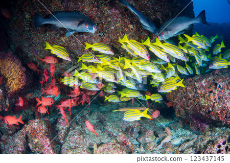 東京小笠原的條紋鯛魚和紅點蠍子魚群 123437145