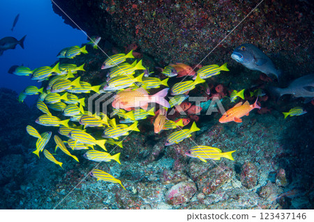 School of striped snapper and red spotted scorpionfish, Ogasawara, Tokyo School of striped snapper and red spotted scorpionfish, Ogasawara, Tokyo 123437146