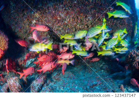 School of striped snapper and red spotted scorpionfish, Ogasawara, Tokyo School of striped snapper and red spotted scorpionfish, Ogasawara, Tokyo 123437147