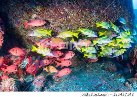 東京小笠原的條紋鯛魚和紅點蠍子魚群 123437148