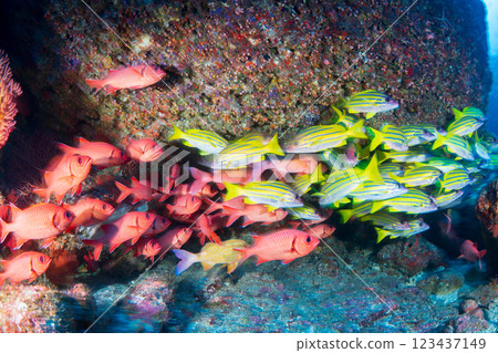 東京小笠原的條紋鯛魚和紅點蠍子魚群 東京小笠原的條紋鯛魚和紅點蠍子魚群 123437149