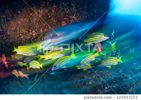 School of striped snapper and red spotted scorpionfish, Ogasawara, Tokyo 123437151