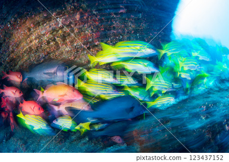 School of striped snapper and red spotted scorpionfish, Ogasawara, Tokyo School of striped snapper and red spotted scorpionfish, Ogasawara, Tokyo 123437152