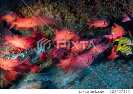 School of striped snapper and red spotted scorpionfish, Ogasawara, Tokyo School of striped snapper and red spotted scorpionfish, Ogasawara, Tokyo 123437153