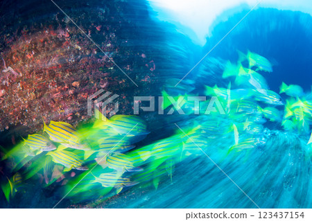 School of striped snapper and red spotted scorpionfish, Ogasawara, Tokyo School of striped snapper and red spotted scorpionfish, Ogasawara, Tokyo 123437154