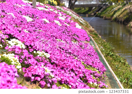Moss phlox  123437331