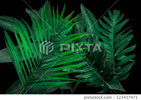 Leaf dark green tone tropical nature background. Leaf dark green tone tropical nature background. 123437471