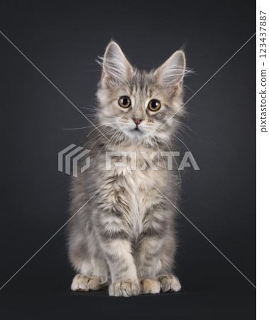 Maine Coon cat kiten on black background 123437887