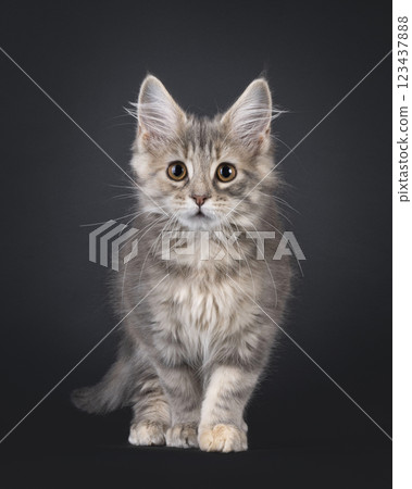 Maine Coon cat kiten on black background 123437888