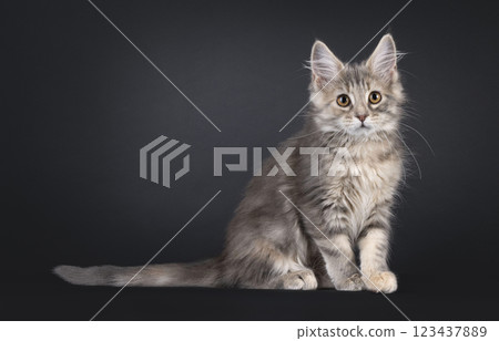 Maine Coon cat kiten on black background Maine Coon cat kiten on black background 123437889