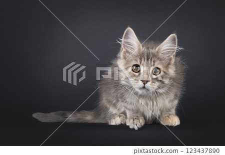 Maine Coon cat kiten on black background 123437890