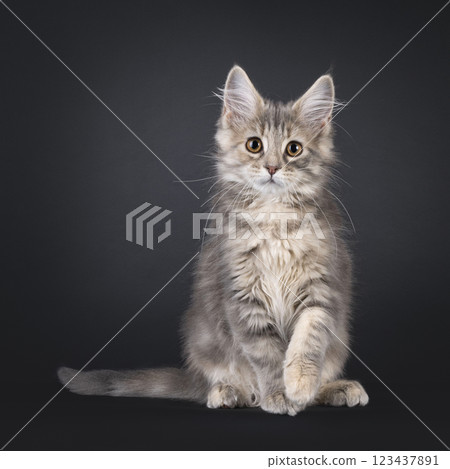 Maine Coon cat kiten on black background 123437891