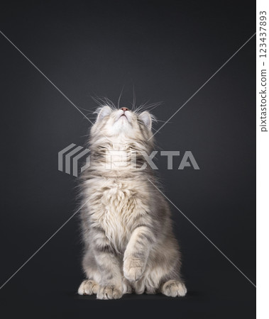Maine Coon cat kiten on black background 123437893