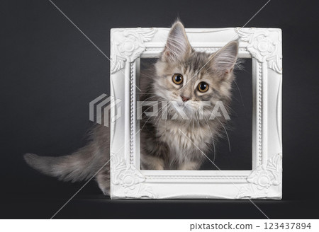 Maine Coon cat kiten on black background Maine Coon cat kiten on black background 123437894