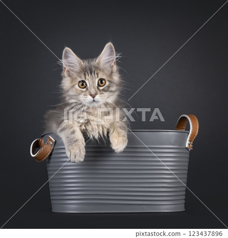 Maine Coon cat kiten on black background Maine Coon cat kiten on black background 123437896