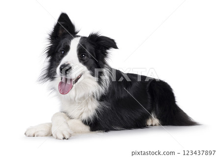 Border Collie dog on white background Border Collie dog on white background 123437897